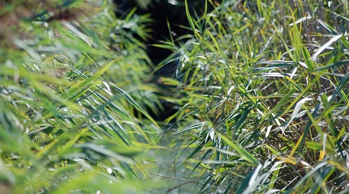 Non pareti ma alberi