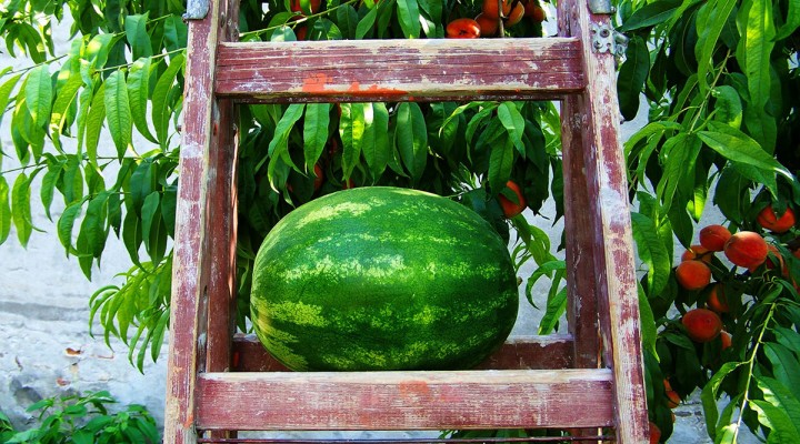 Alla ricerca di refrigerio: piccoli spunti cittadini