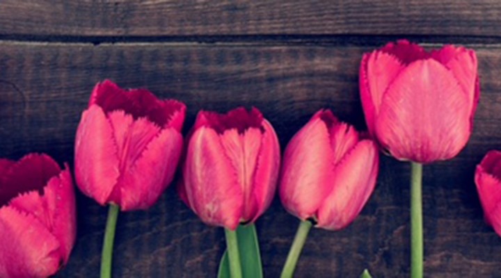 Un tappeto di tulipani in fiore