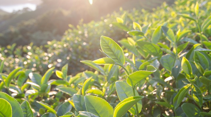 RapidaMente: Il più lungo studio sulla felicità