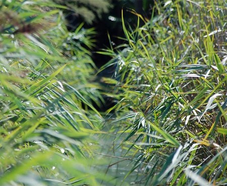 Non pareti ma alberi