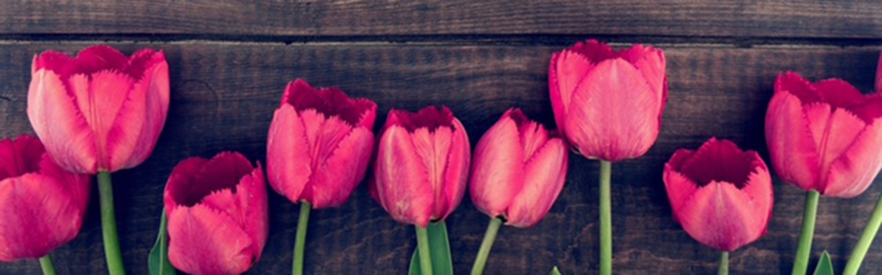 Un tappeto di tulipani in fiore