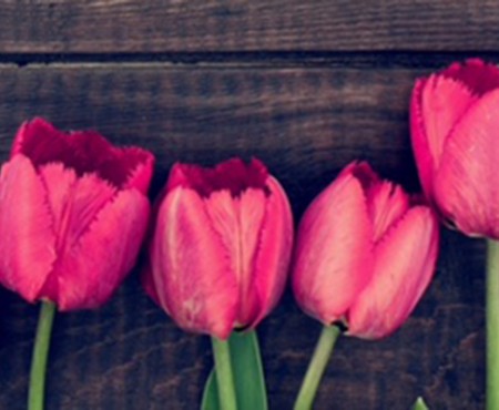 Un tappeto di tulipani in fiore